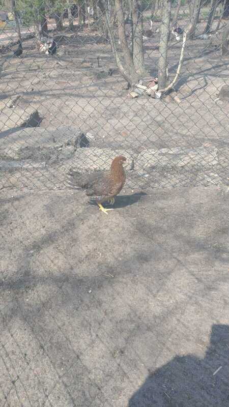 Bielefelder Kennhuhn