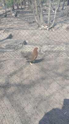Bielefelder Kennhuhn