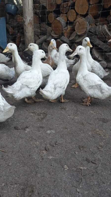 Pekingenten 4 Monate Alt Pekingenten 4 Monate Alt