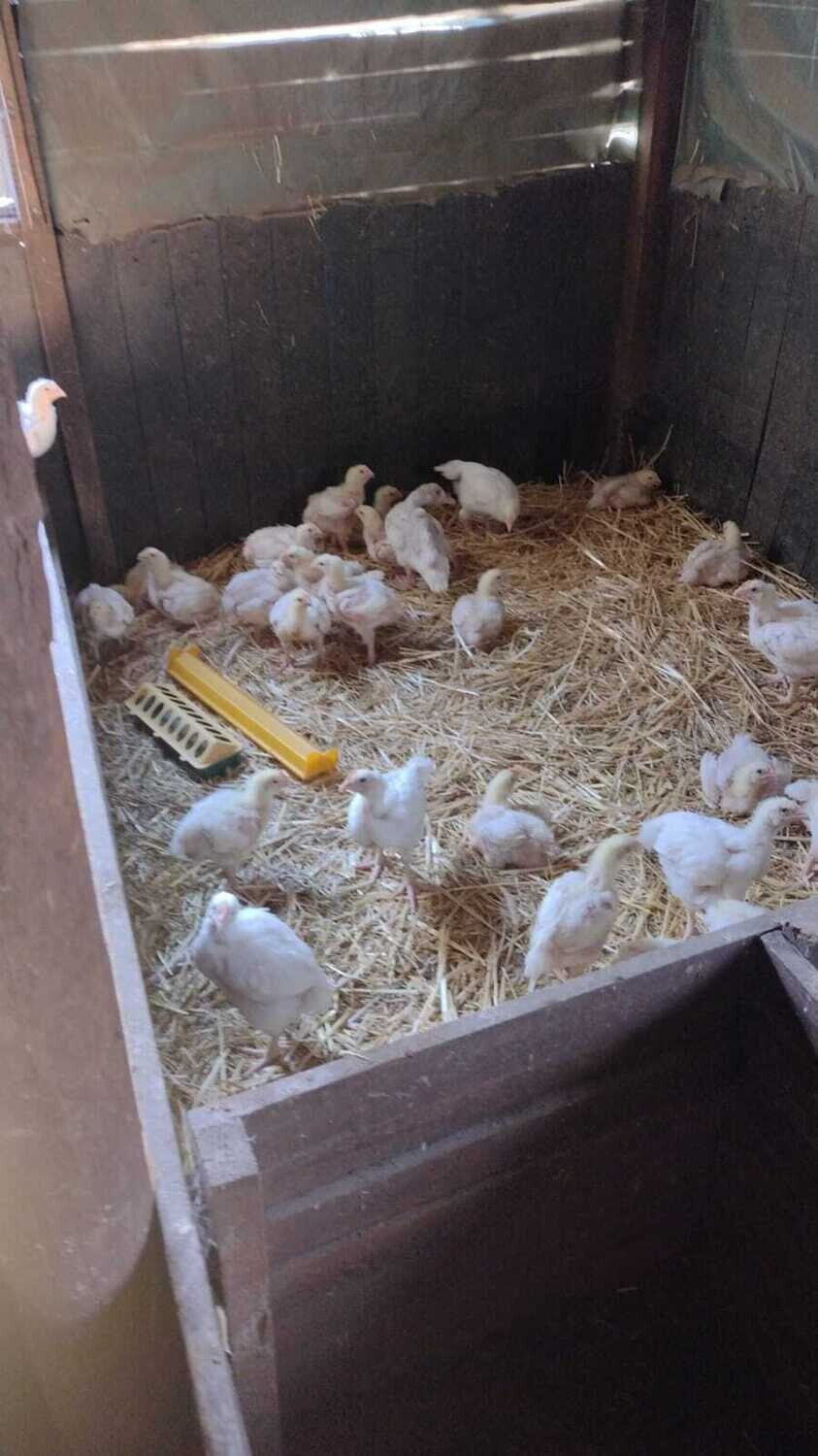 Broiler Mittelgroß ca. 6 Wochen Alt