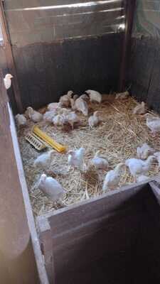 Broiler Mittelgroß ca. 6 Wochen Alt