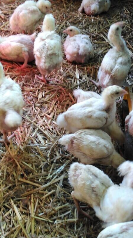 Broiler 4 - 6 Wochen Alt Broiler 4 - 6 Wochen Alt