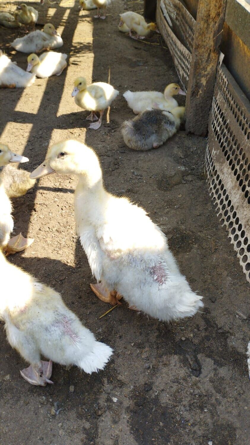 Pekingenten  ausgewachsen