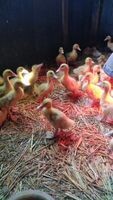 Peking Enten Küken bis 1 Woche Alt Peking Enten Küken bis 1 Woche Alt