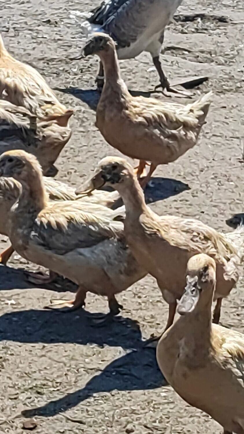 Sachsen- Enten ausgewachsen 