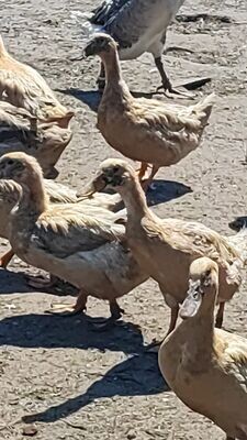 Sachsen- Enten ausgewachsen 