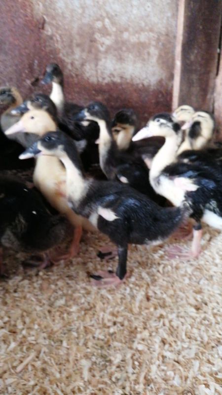 Peking Ente Bunt ausgewachsen Peking Ente Bunt ausgewachsen