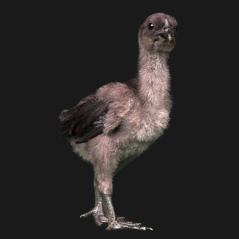 Ayam Cemani, Schwarze Hühner Ayam Cemani, Schwarze Hühner