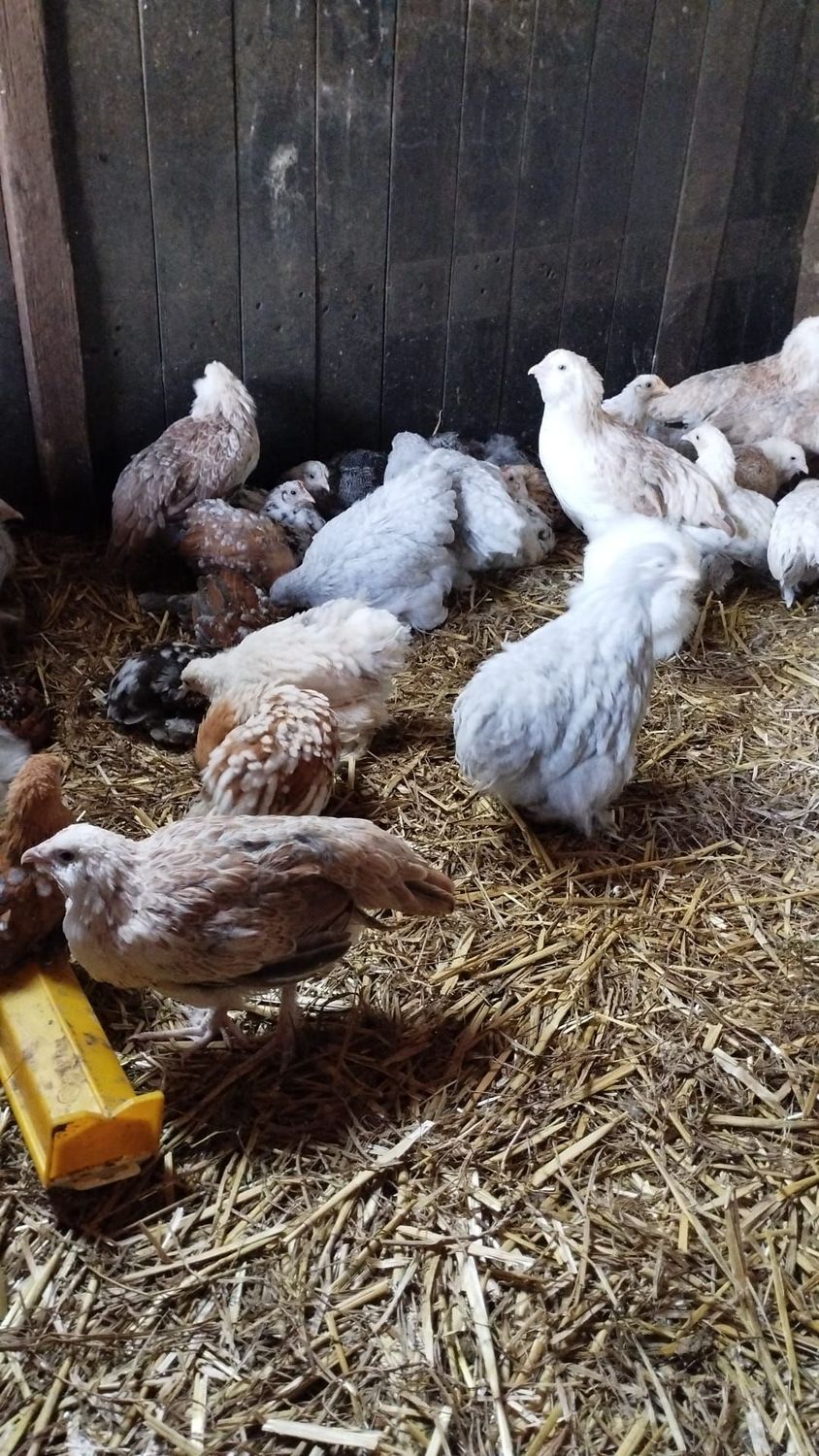 Zwerg Bantam Hühner