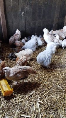 Zwerg Bantam Hühner