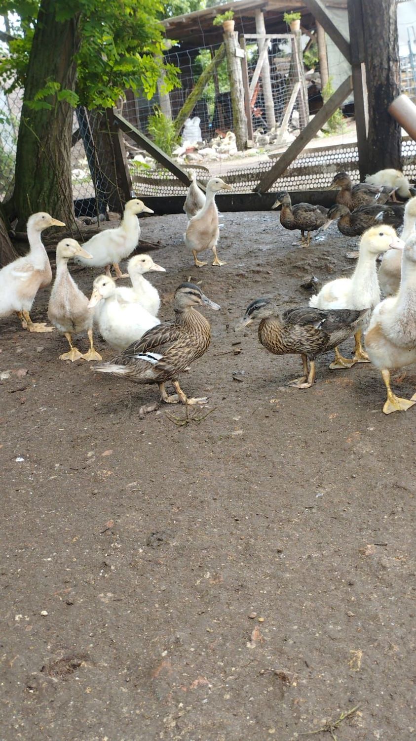 Wildenten ausgewachsen unsortiert