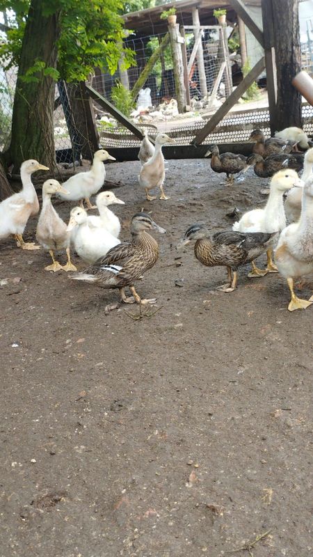 Wildenten ausgewachsen unsortiert