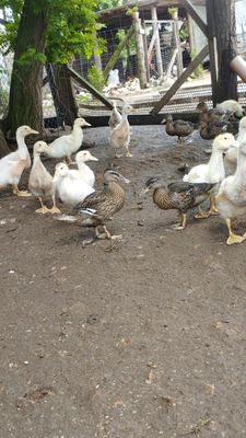 Wildenten ausgewachsen unsortiert Wildenten ausgewachsen unsortiert