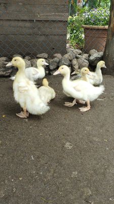 Peking Enten Küken Ab 3 Woche Alt Peking Enten Küken Ab 3 Woche Alt