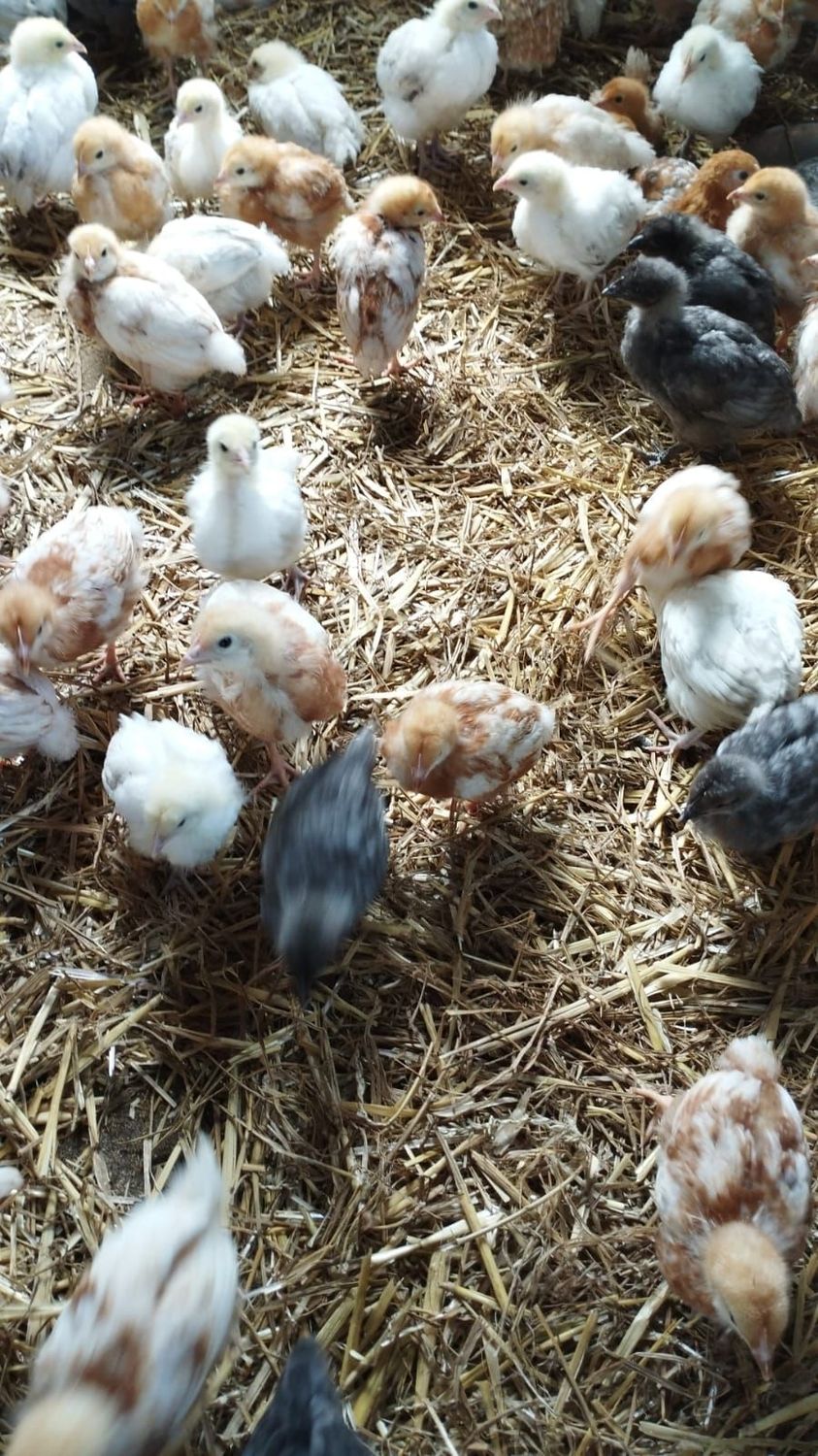Hühnerküken Sussex Hell