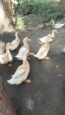 Sachsen Enten Ab 8 Wochen Alt Sachsen Enten Ab 8 Wochen Alt