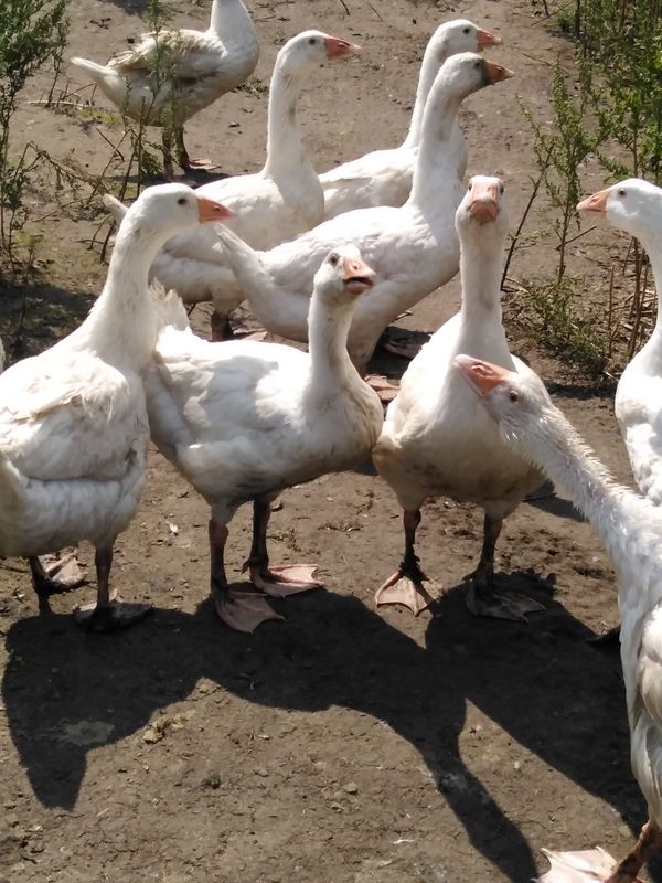 Gänse Heidjer Gans ( weiß ) Gänse Heidjer Gans ( weiß )