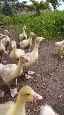 Gänse und Gänseküken