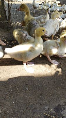 Enten und Entenküken