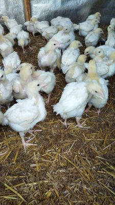 Broiler und Broilerküken