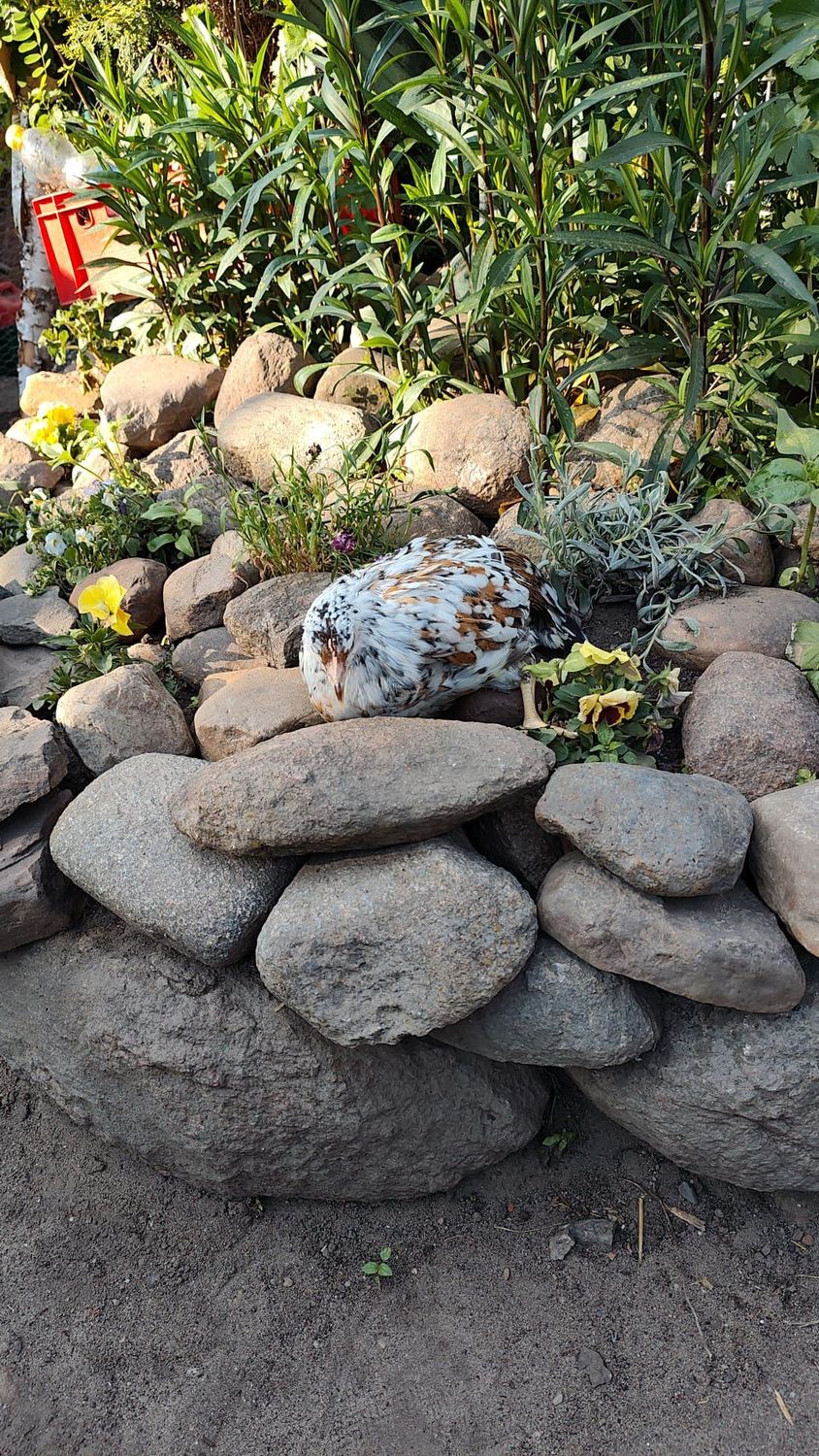 Schwedische Blumenhühner