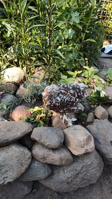 Zwerg Cochins