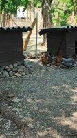 Rhodeländer Hühner, Legereif 18 - 20 Wochen
