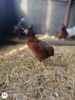 Araucana Hennen legereif