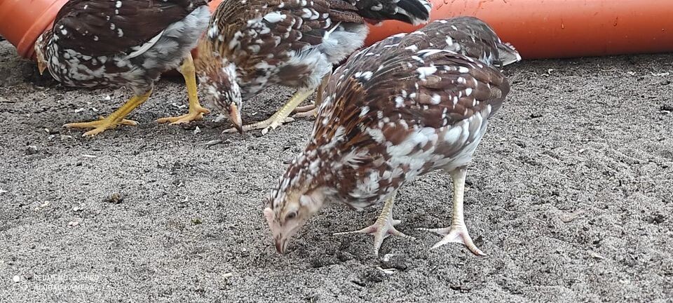 Tricolor Hennen ca. 18 Wochen Alt