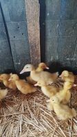 Sachsen Enten bis 10 Tage Alt