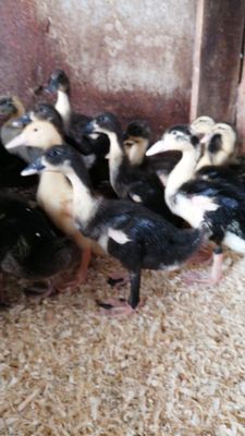Peking Ente Bunt ausgewachsen Peking Ente Bunt ausgewachsen