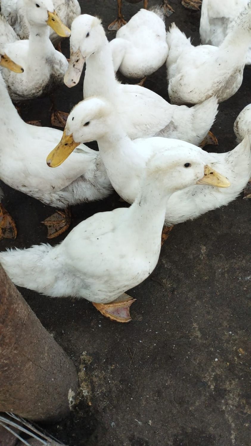 Peking Enten  Ab 12 Wochen Alt