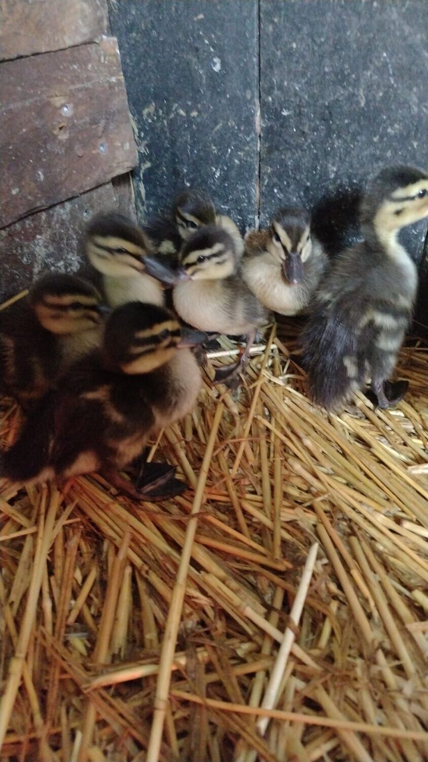 Wildenten Ab 1 Wochen Alt