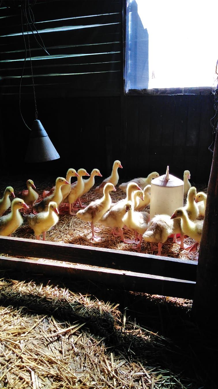 Gänse  Küken Heidjer Gans ( weiß )