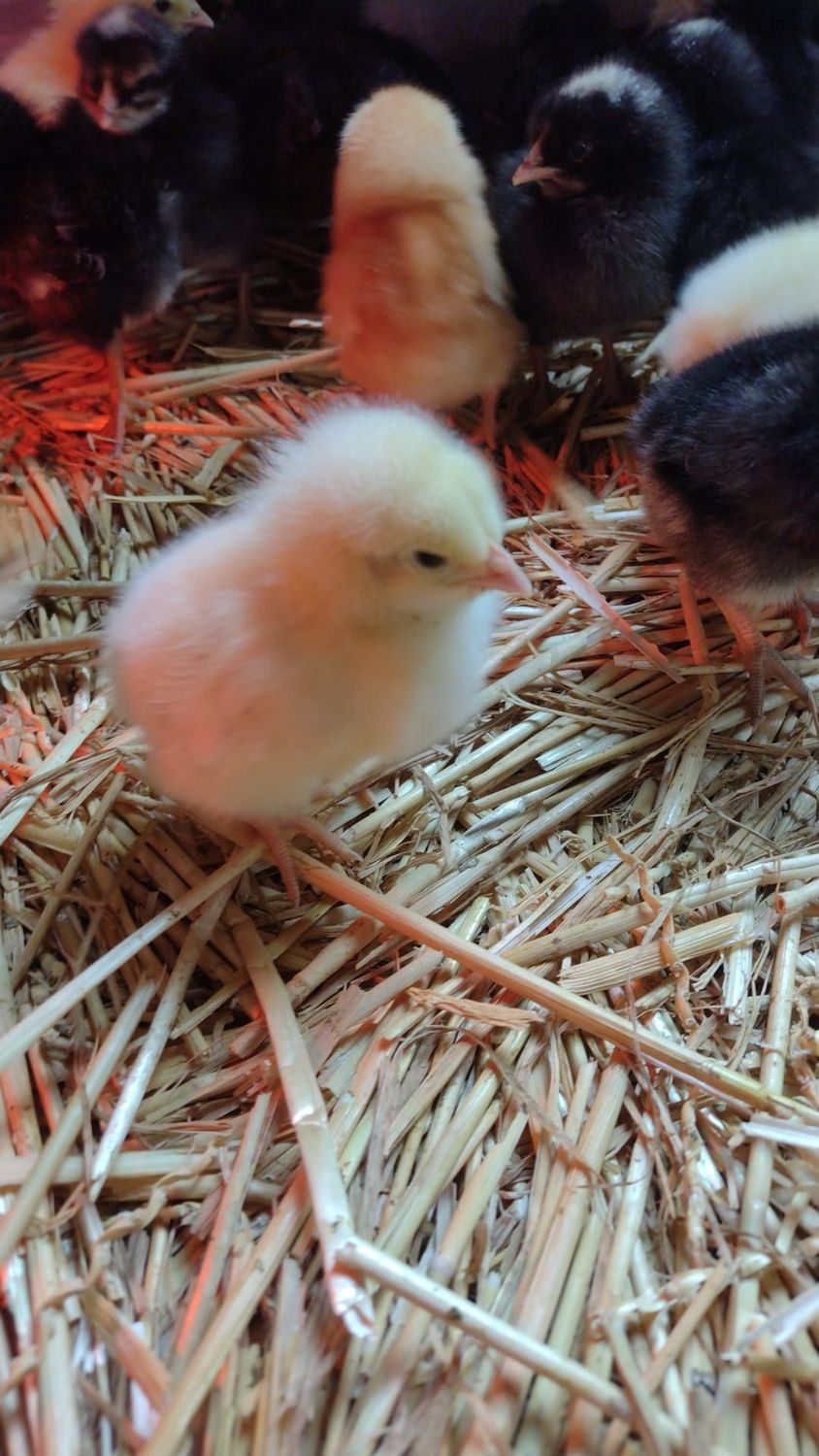 Leghorn Hühnerküken