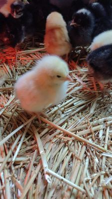 Leghorn Hühnerküken Leghorn Hühnerküken