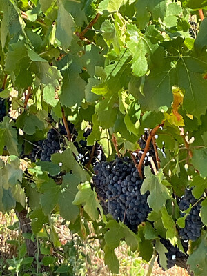 Rijk's Touch Pinotage