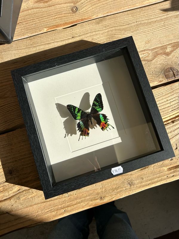 Vlinder in lijst (25x25cm) Vlinder in lijst (25x25cm)