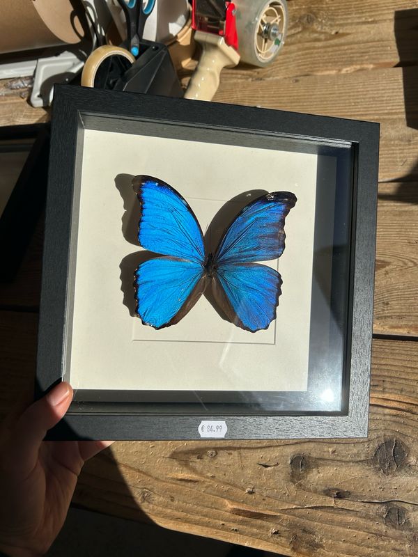 Vlinder in lijst (25x25cm) Vlinder in lijst (25x25cm)