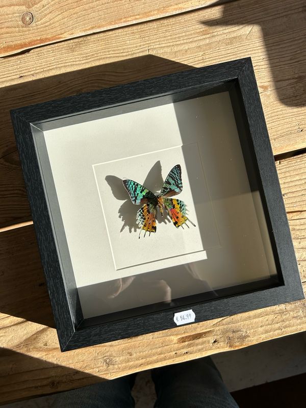 Vlinder in lijst (25x25cm) Vlinder in lijst (25x25cm)
