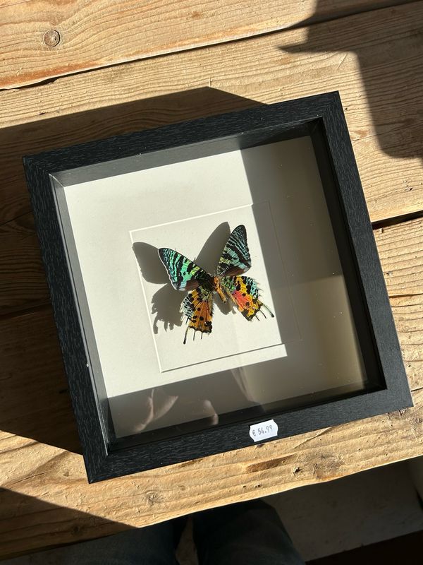 Vlinder in lijst (25x25cm) Vlinder in lijst (25x25cm)