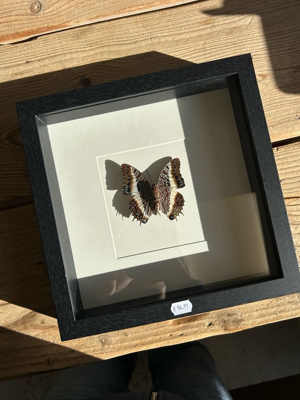 Vlinder in lijst (25x25cm) Vlinder in lijst (25x25cm)