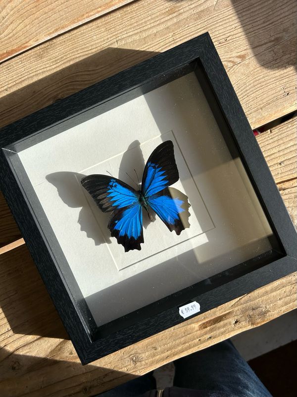 Vlinder in lijst (25x25cm) Vlinder in lijst (25x25cm)