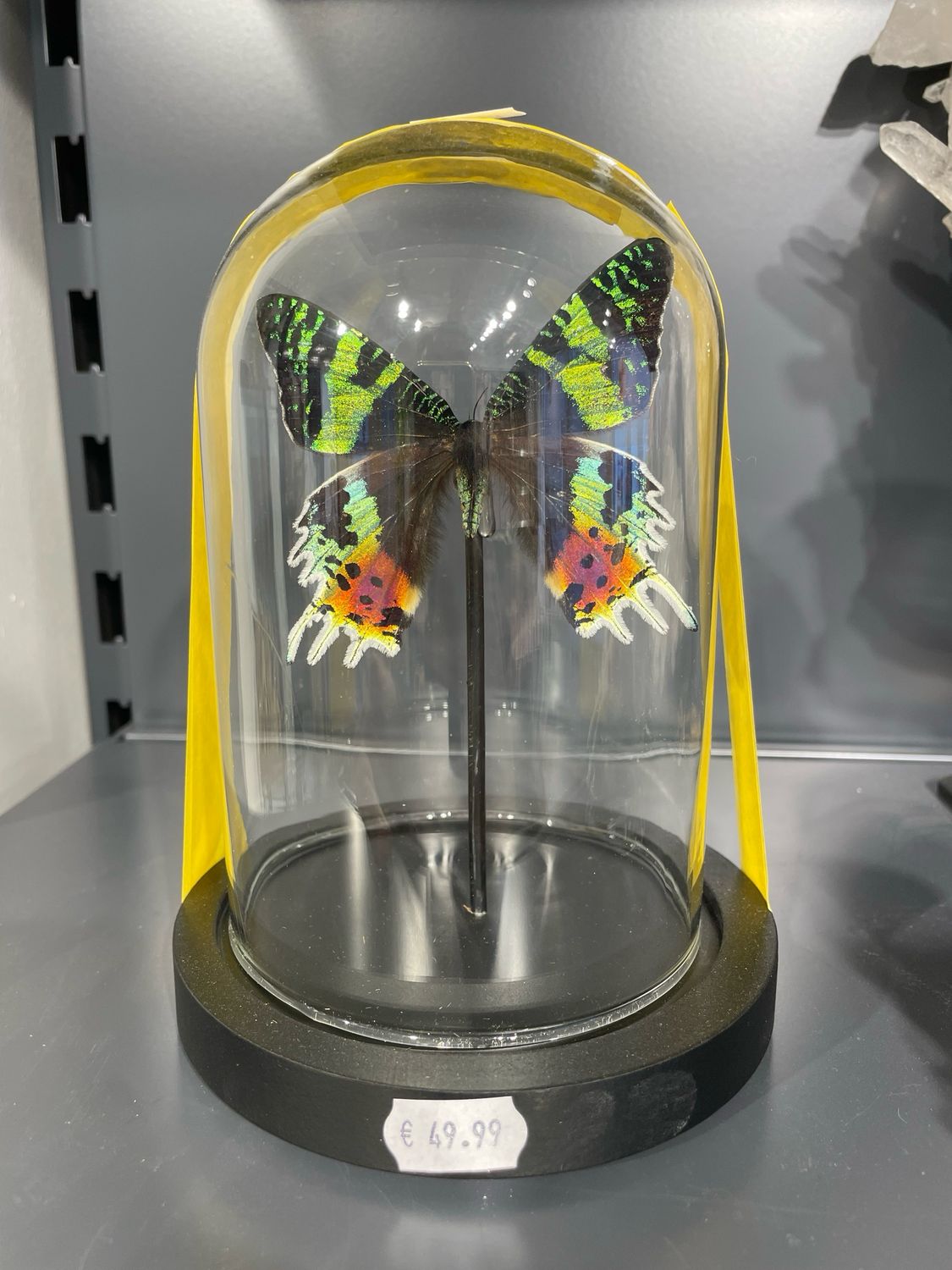 Vlinder in stolp Vlinder in stolp