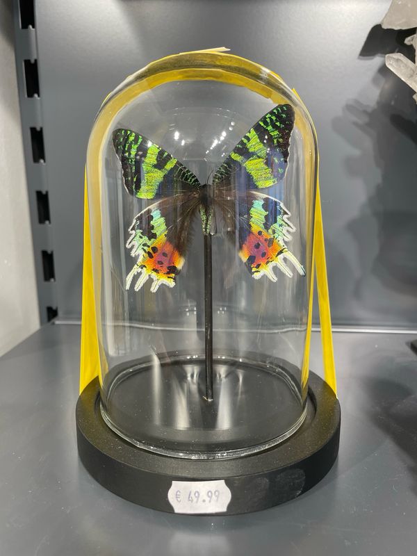 Vlinder in stolp Vlinder in stolp