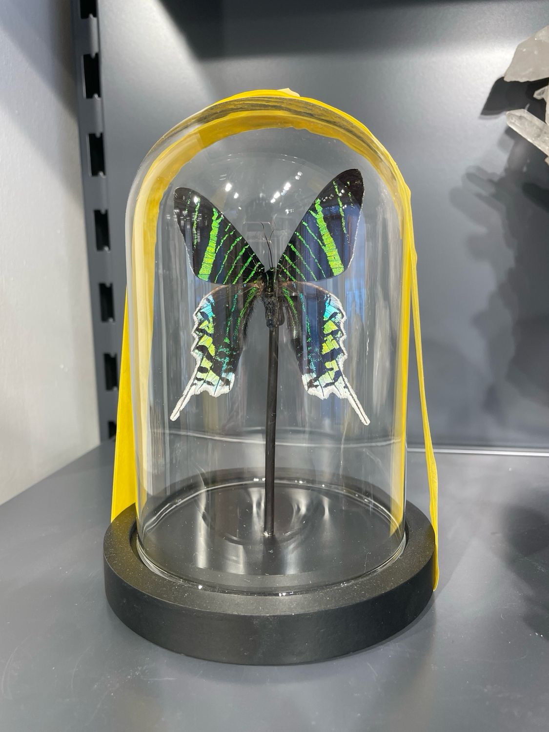 Vlinder in stolp Vlinder in stolp