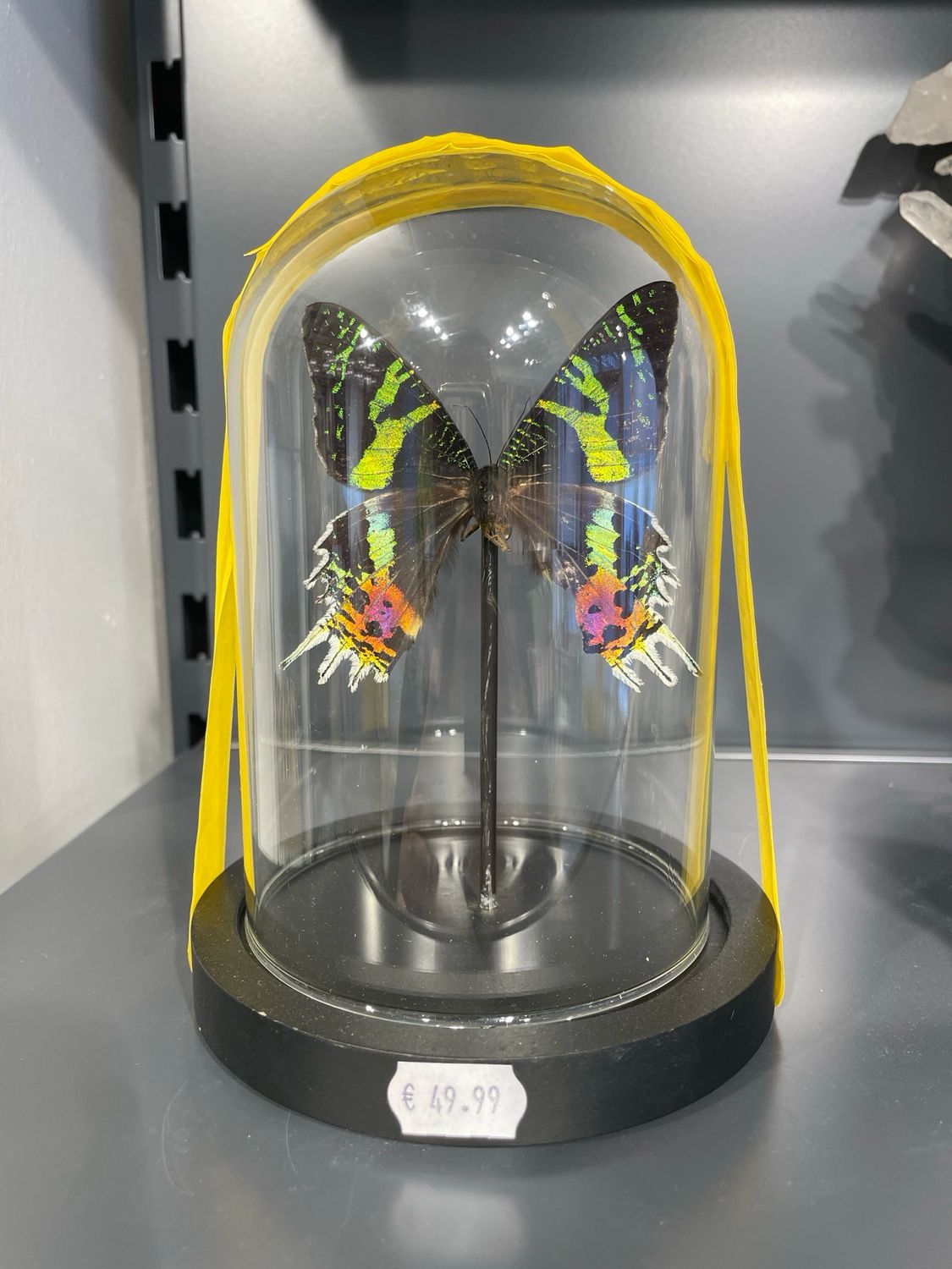 Vlinder in stolp Vlinder in stolp