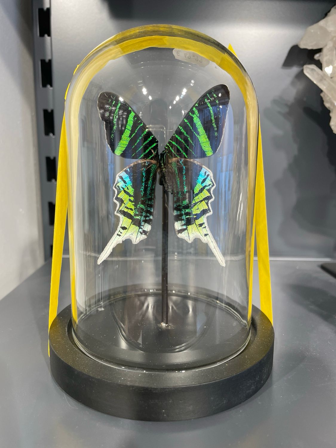 Vlinder in stolp Vlinder in stolp