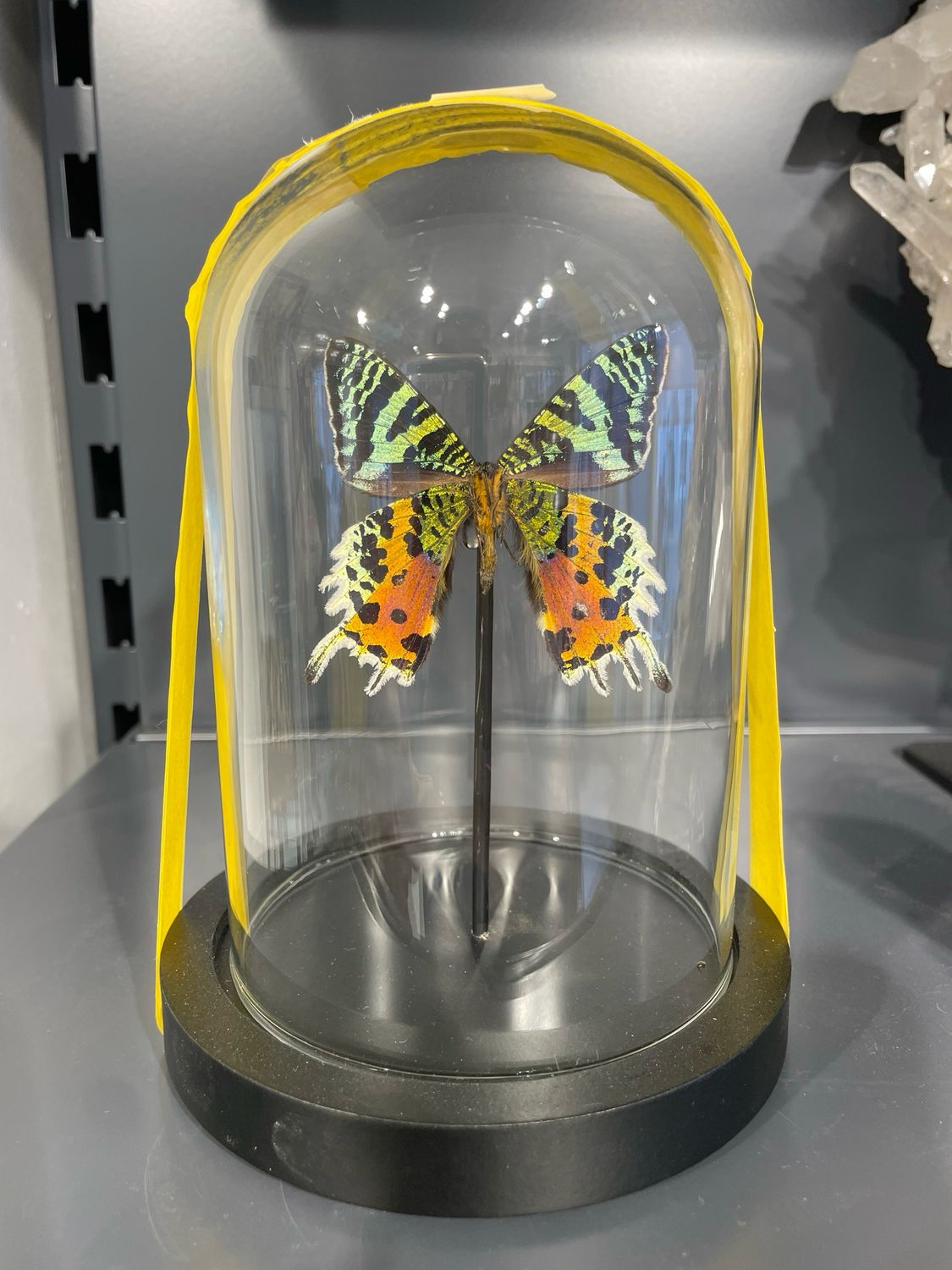 Vlinder in stolp Vlinder in stolp