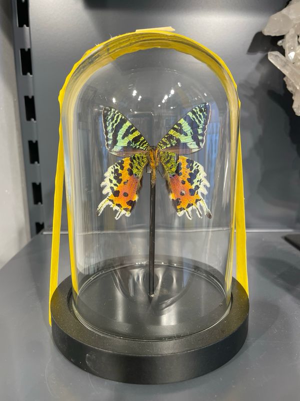 Vlinder in stolp Vlinder in stolp